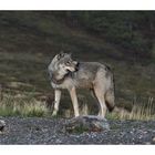 Einsamer Wolf im Denali