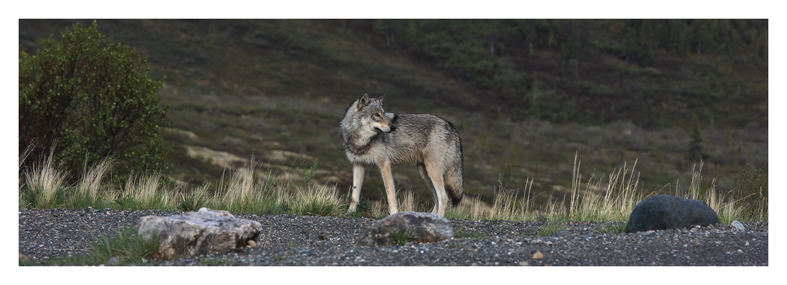 Einsamer Wolf im Denali