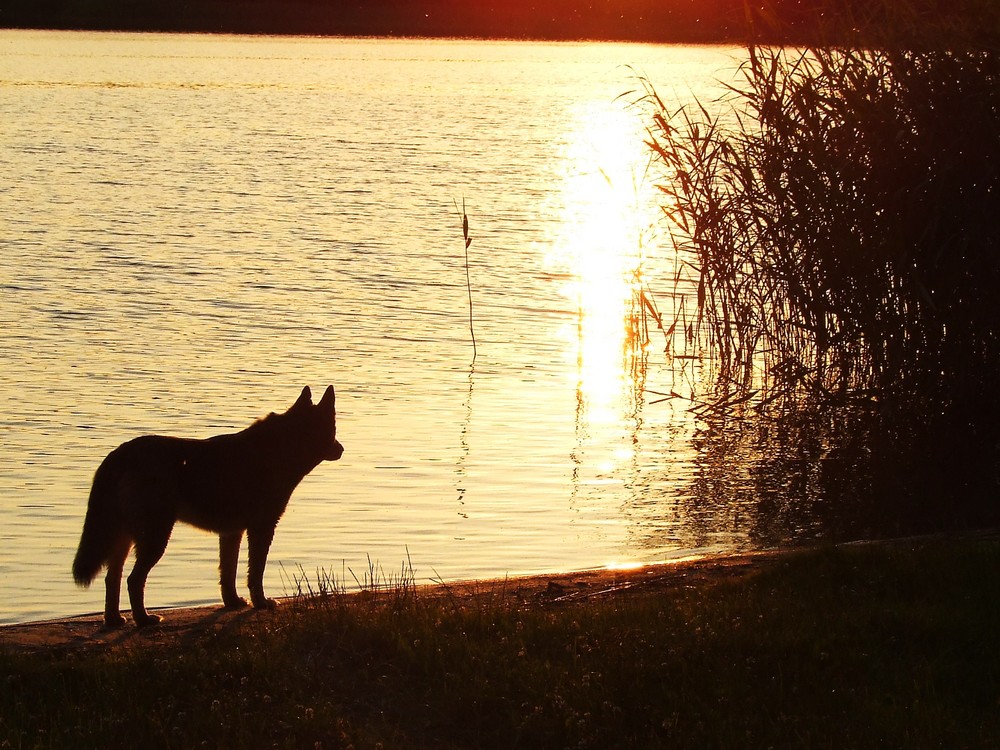 einsamer wolf in gedanken??