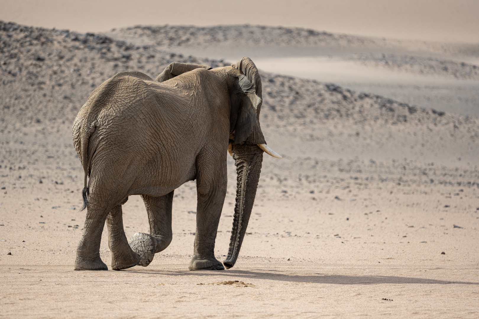 Einsamer Wüstenelefant im Damaraland