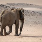 Einsamer Wüstenelefant im Damaraland