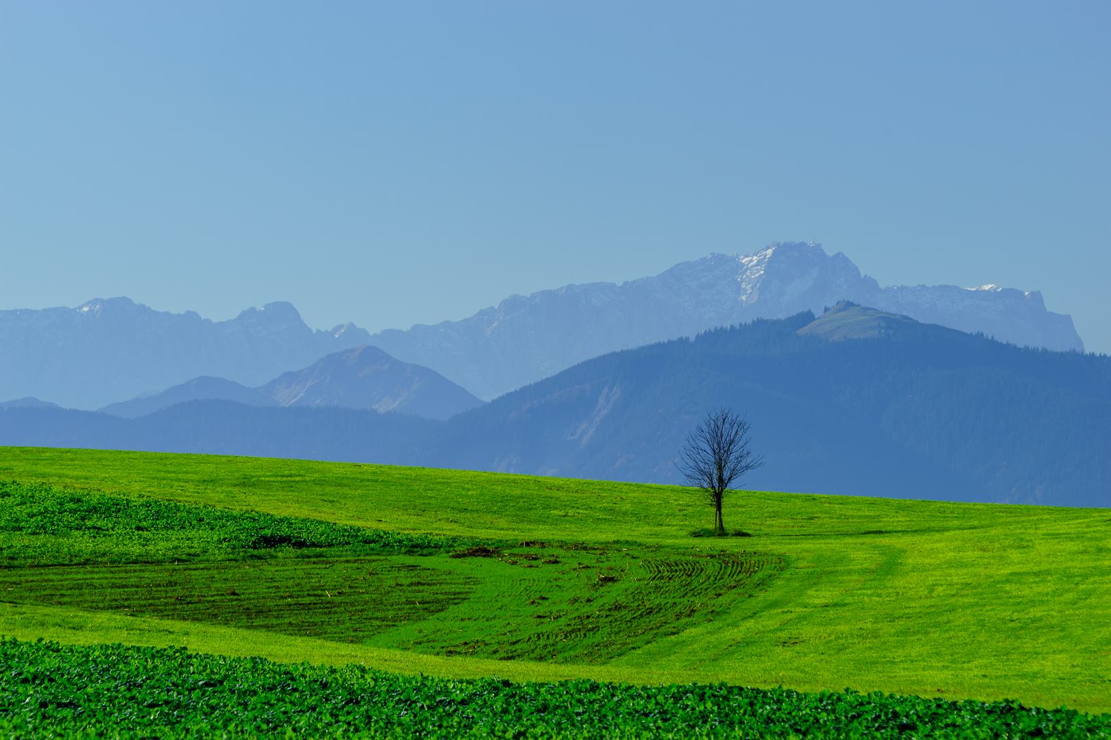 Einsames Bäumchen