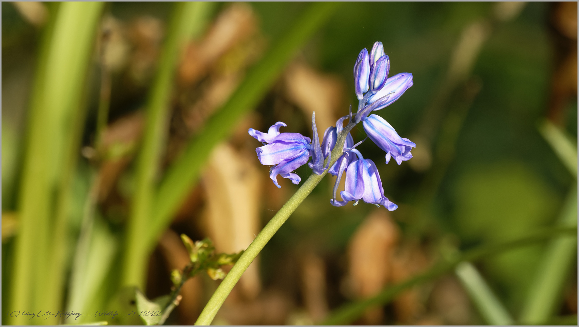 einsames  Bastard-Hasenglöckchen ( Hyacinthoides )