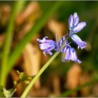 einsames  Bastard-Hasenglöckchen ( Hyacinthoides )