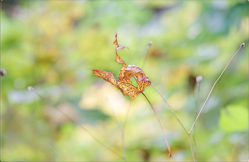 einsames blatt ...