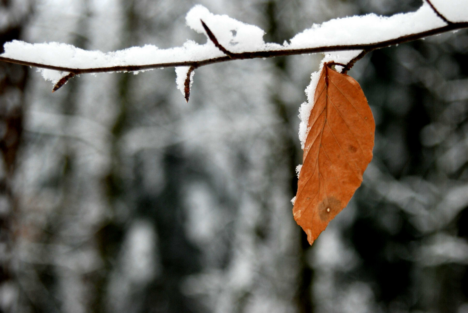 einsames Blatt