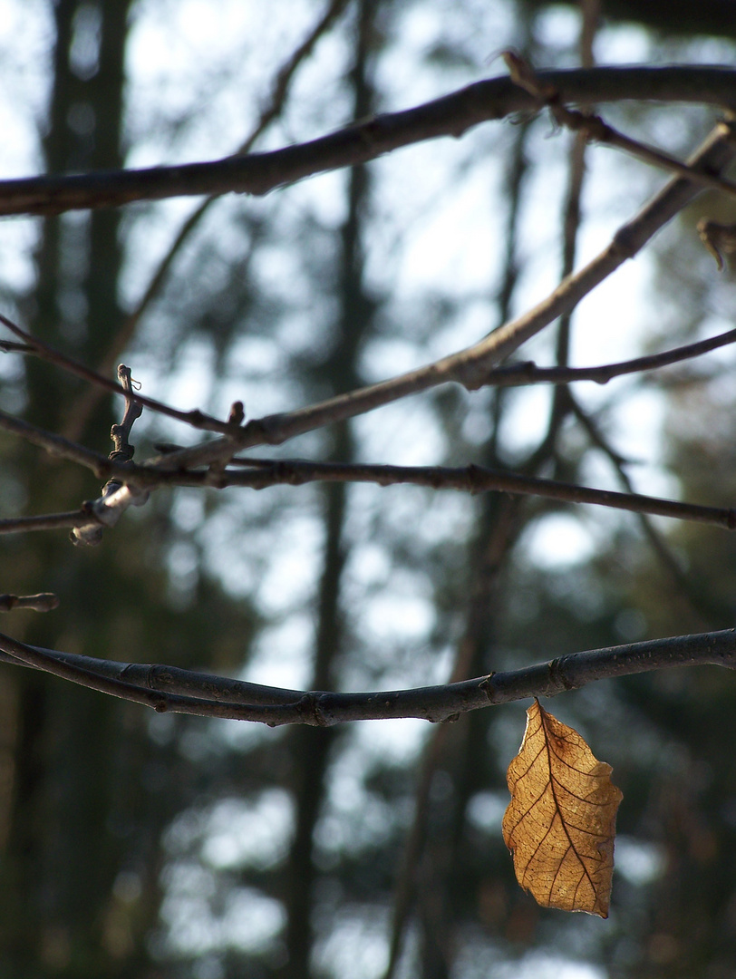 Einsames Blatt