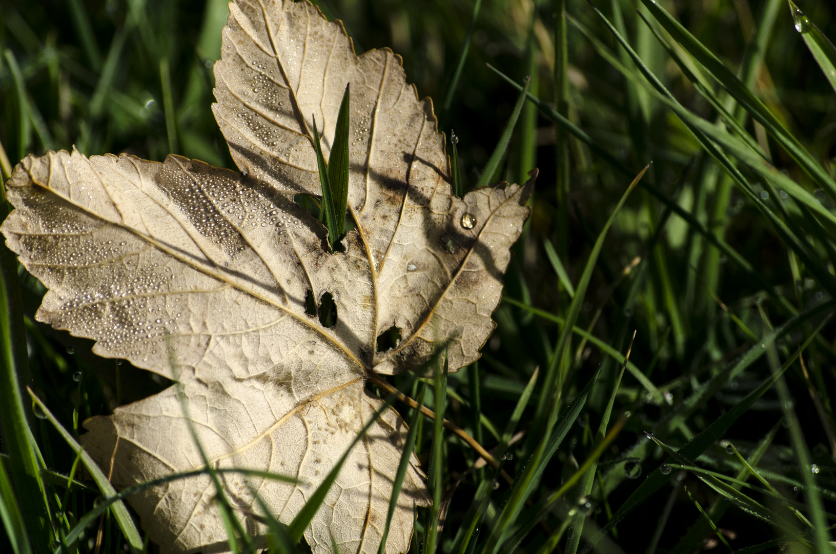 Einsames Blatt