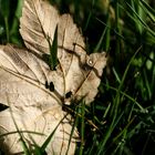 Einsames Blatt