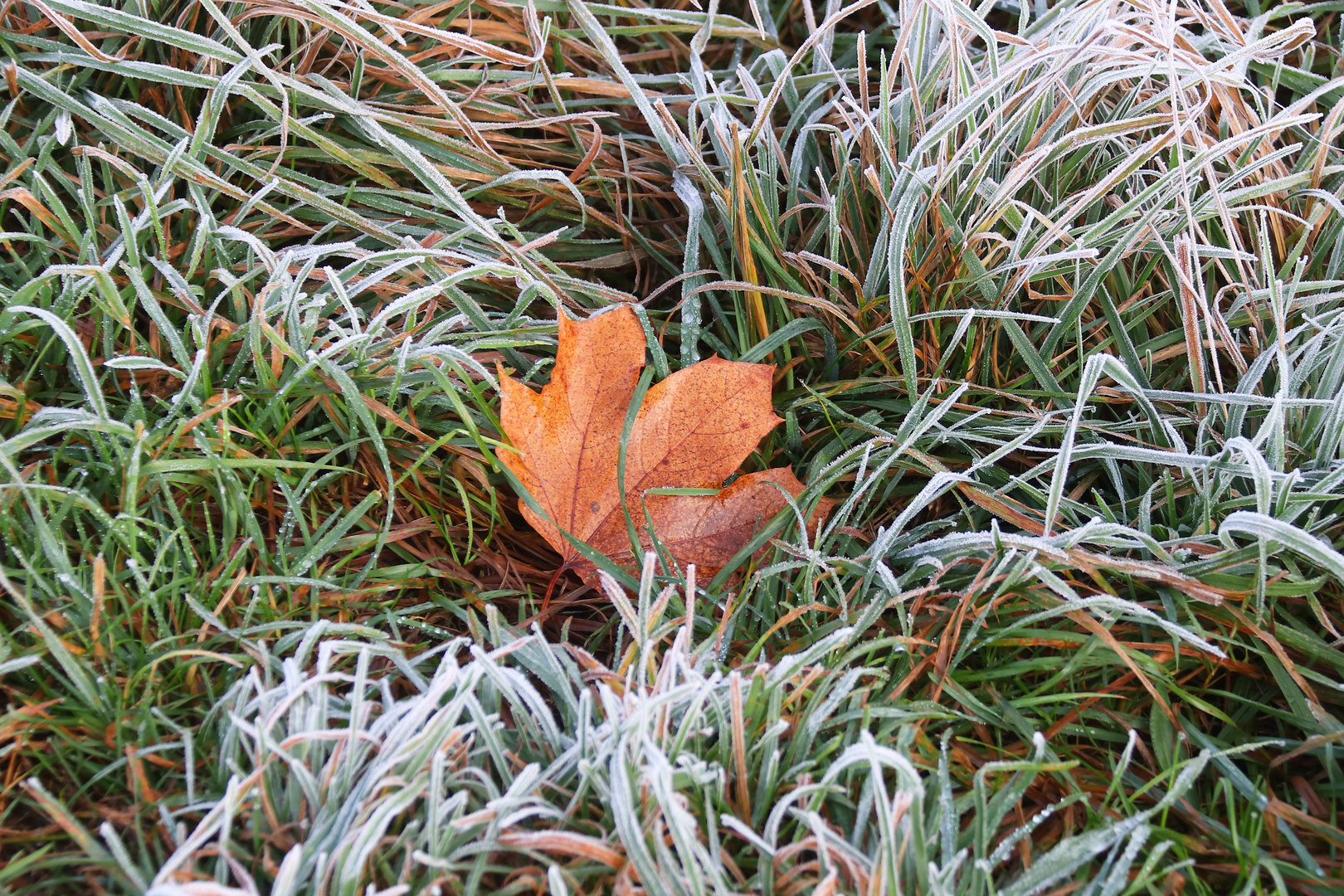 Einsames Blatt