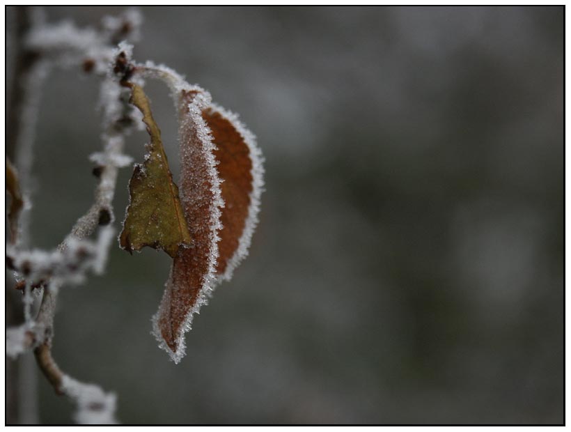 einsames blatt