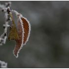 einsames blatt