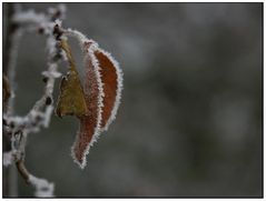 einsames blatt