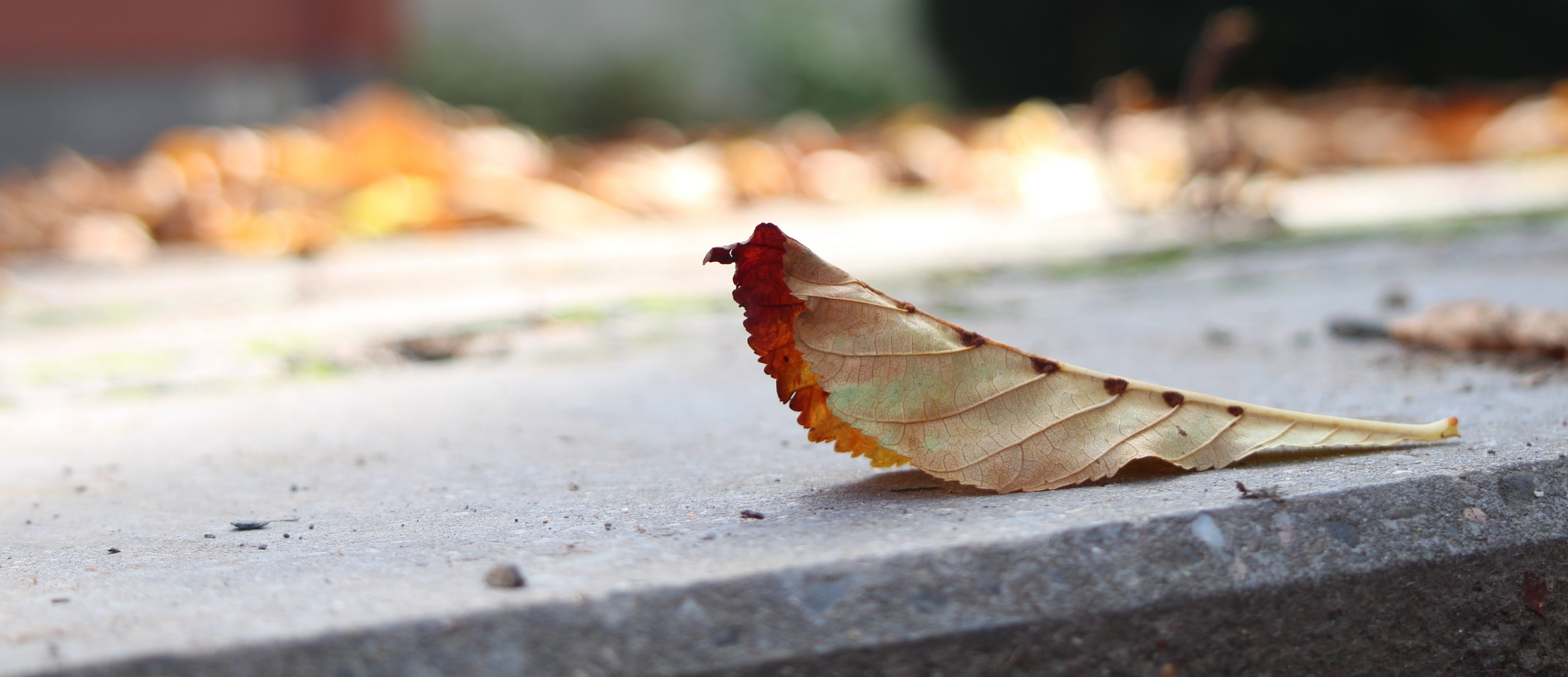 Einsames Blatt