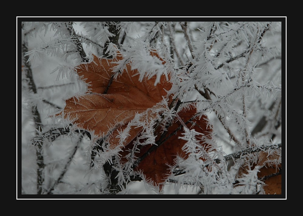 einsames Blatt