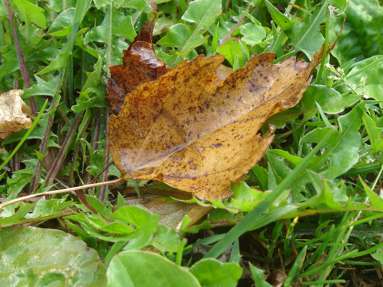 Einsames Blatt