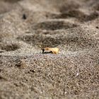 einsames Blatt am Strand von Alanya, Türkei