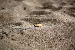 einsames Blatt am Strand von Alanya, Türkei