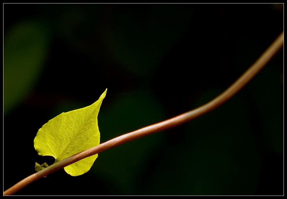 Einsames Blatt