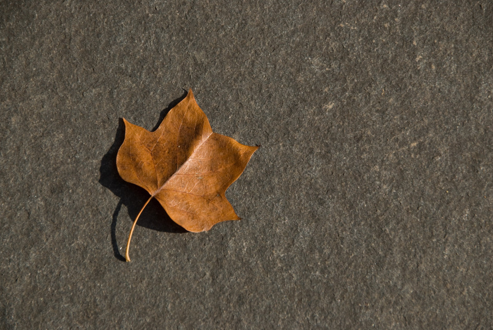 einsames Blatt