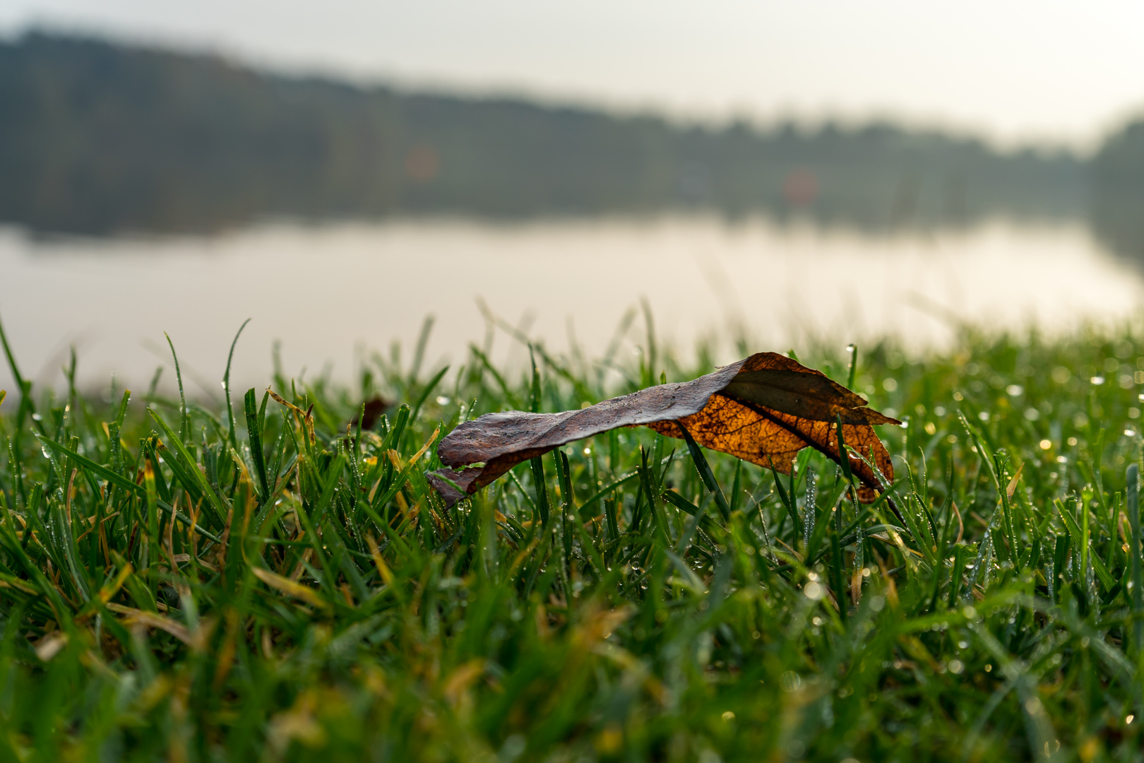 Einsames Blatt im Herbstgrün