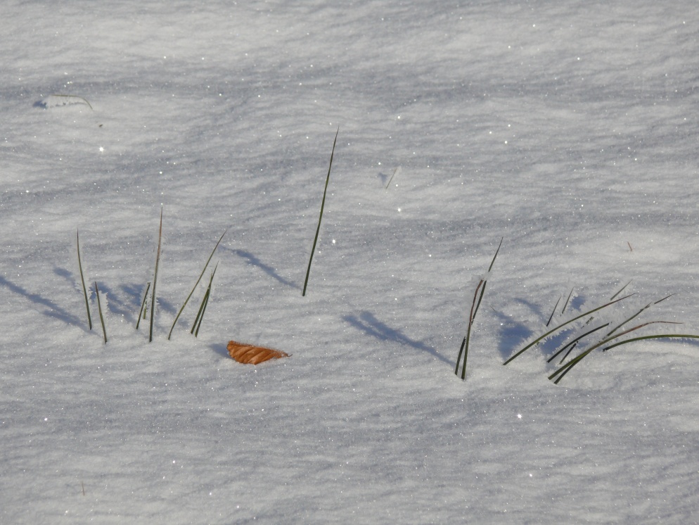 Einsames Blatt im Schnee