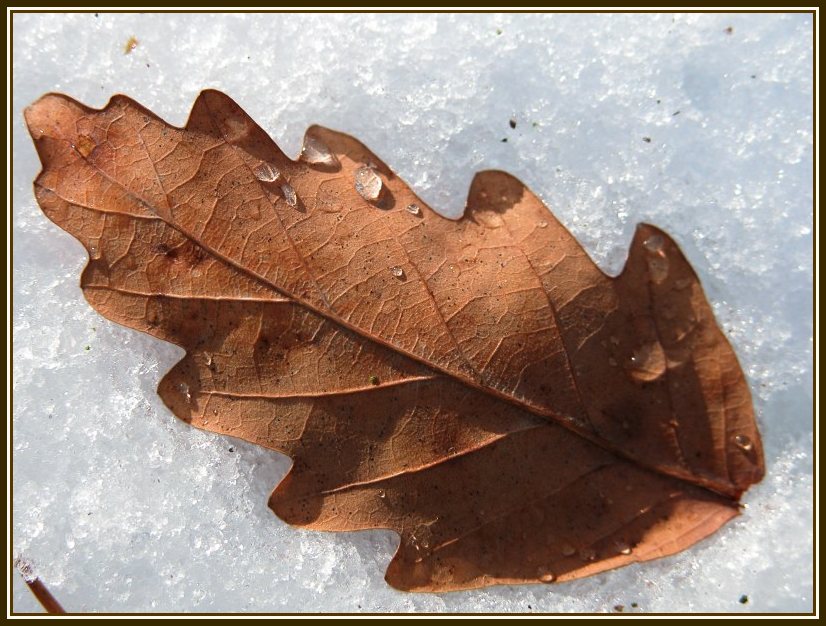 Einsames Blatt im Schnee