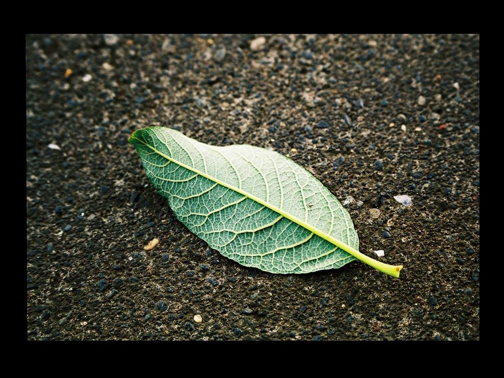 Einsames Blatt - Lonely leave