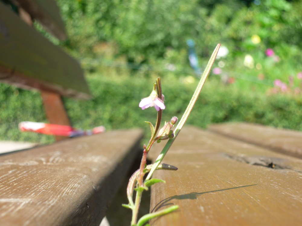 Einsames Blümchen