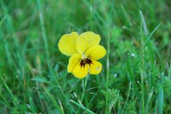 Einsames Blümchen