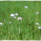 einsames Blümchen