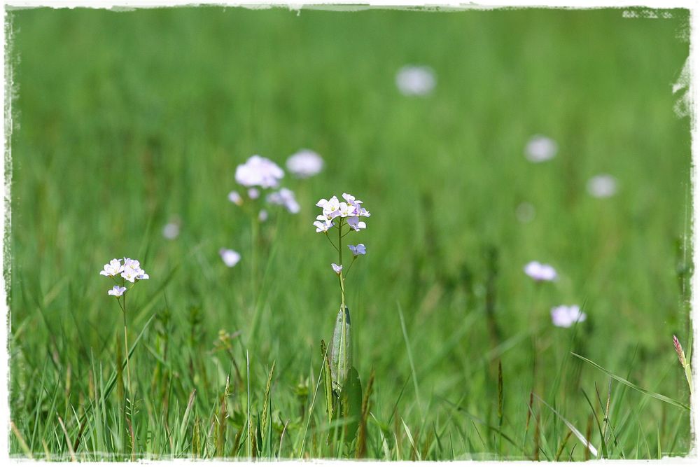 einsames Blümchen