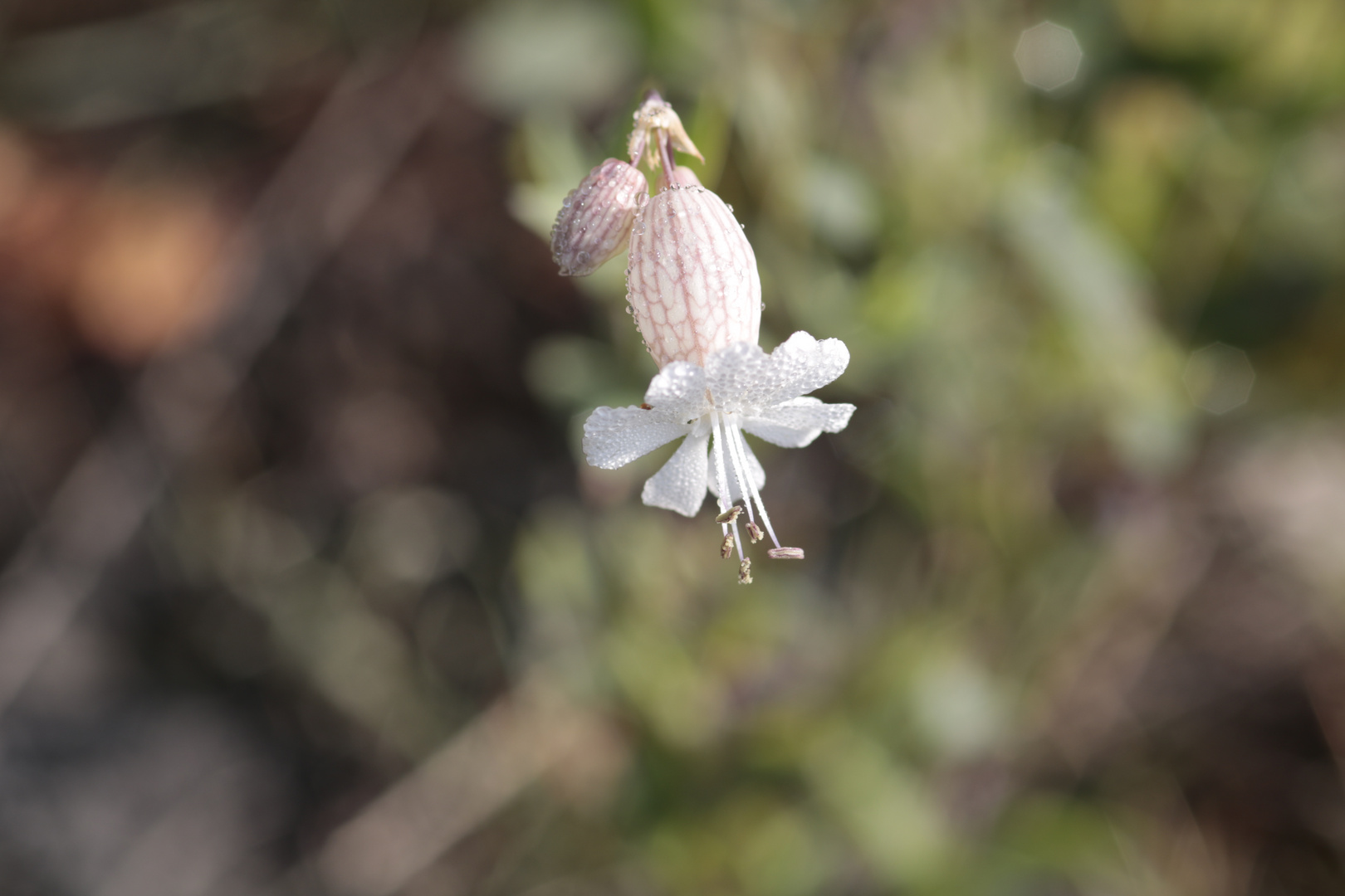 Einsames Blümchen 