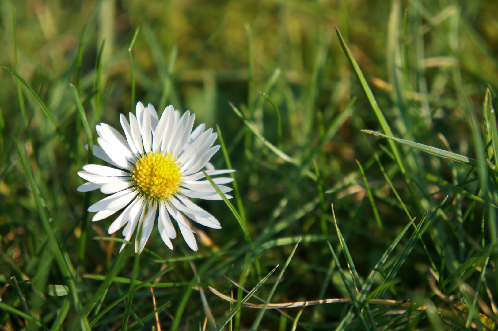 Einsames Blümchen