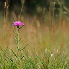 Einsames Blümchen