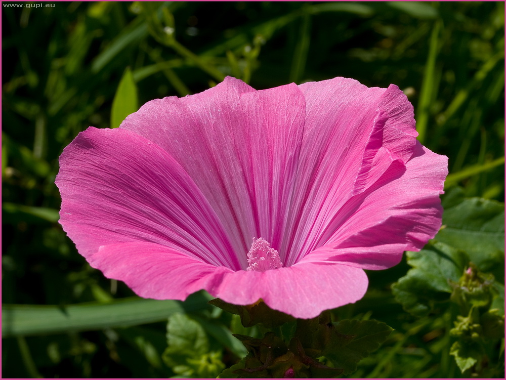 Einsames Blümchen am Wegesrand