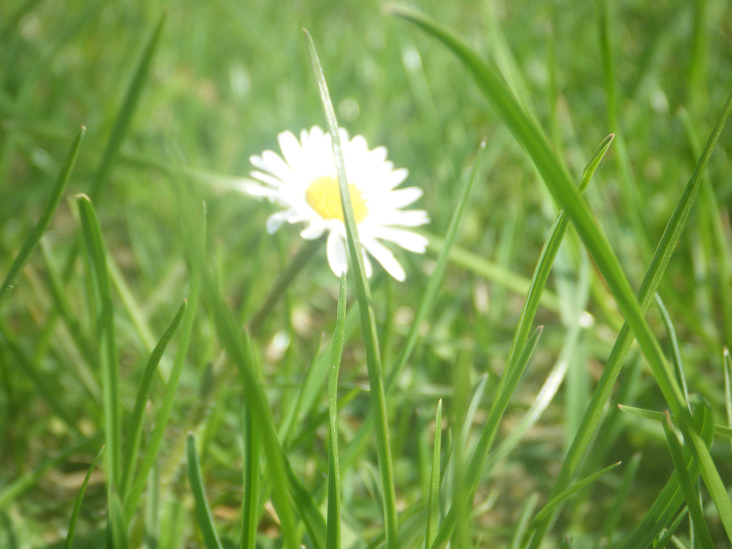 Einsames Blümchen