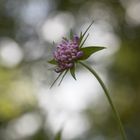 Einsames Blümchen des Sommers