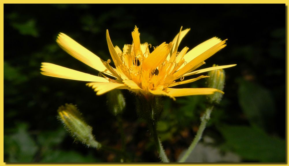 einsames Blümchen im Wald