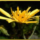 einsames Blümchen im Wald