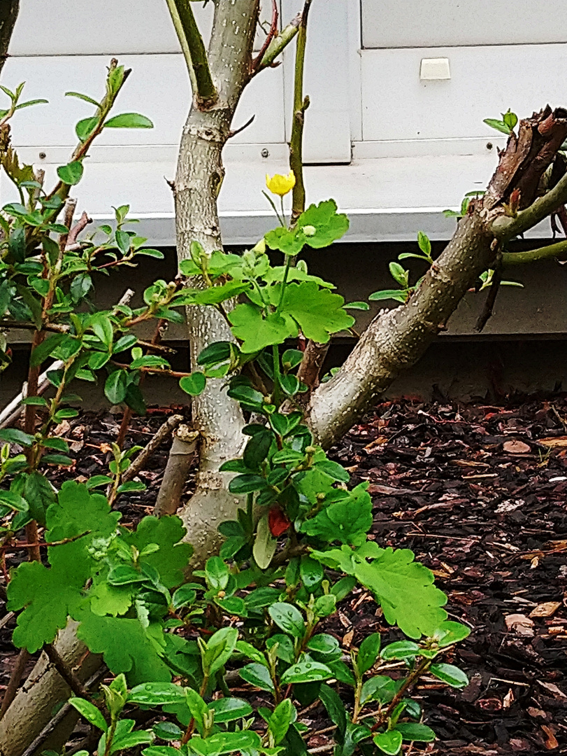 Einsames Butterblümchen