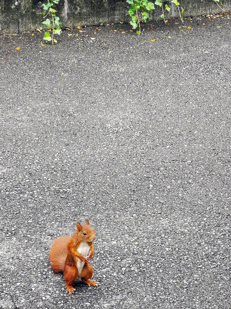 einsames Eichhörnchen