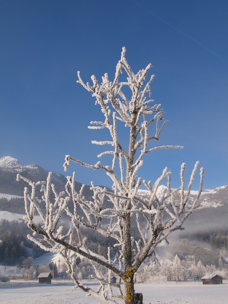 Einsames Frostbäumchen