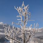 Einsames Frostbäumchen