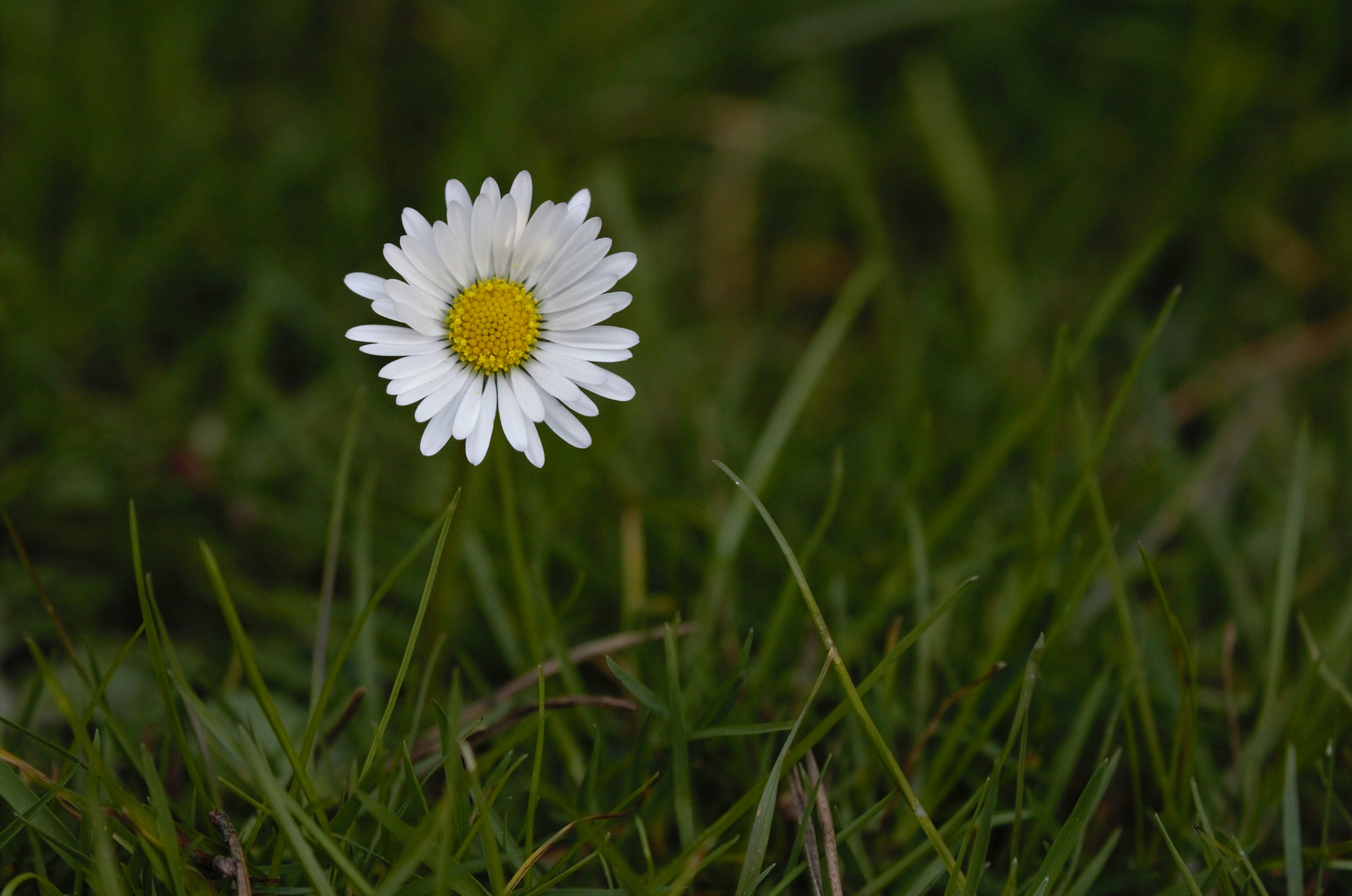 einsames Gänseblümchen...