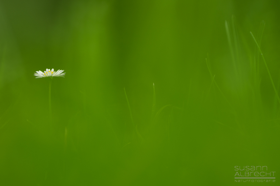 Einsames Gänseblümchen