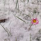 einsames gänseblümchen