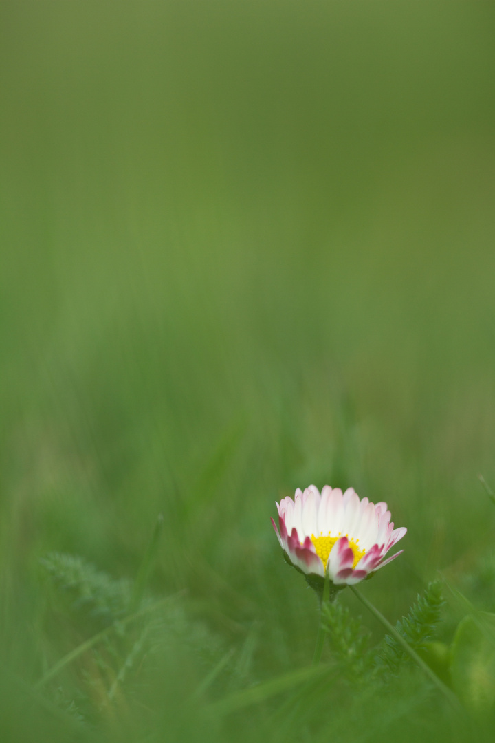 einsames Gänseblümchen