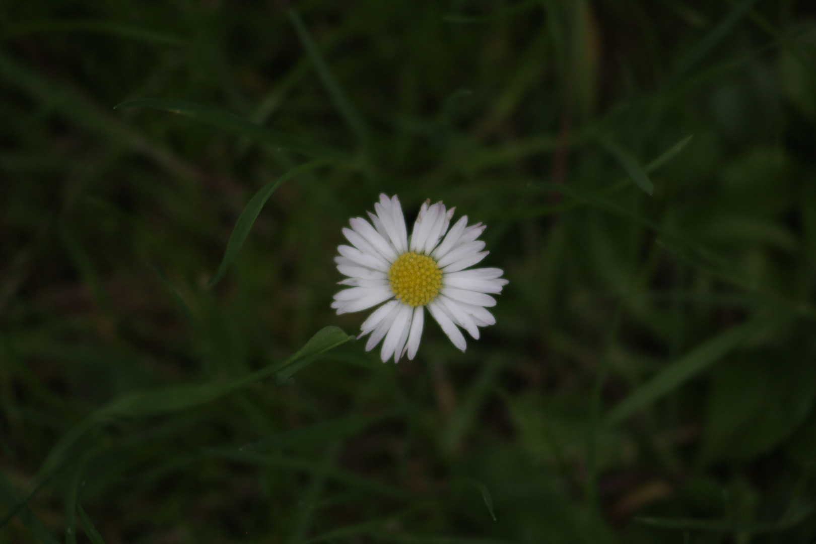 einsames Gänseblümchen