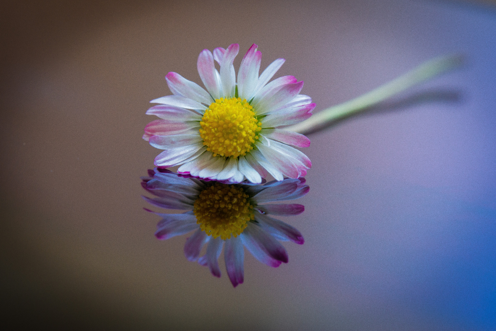 Einsames Gänseblümchen